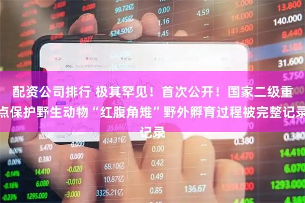 配资公司排行 极其罕见！首次公开！国家二级重点保护野生动物“红腹角雉”野外孵育过程被完整记录
